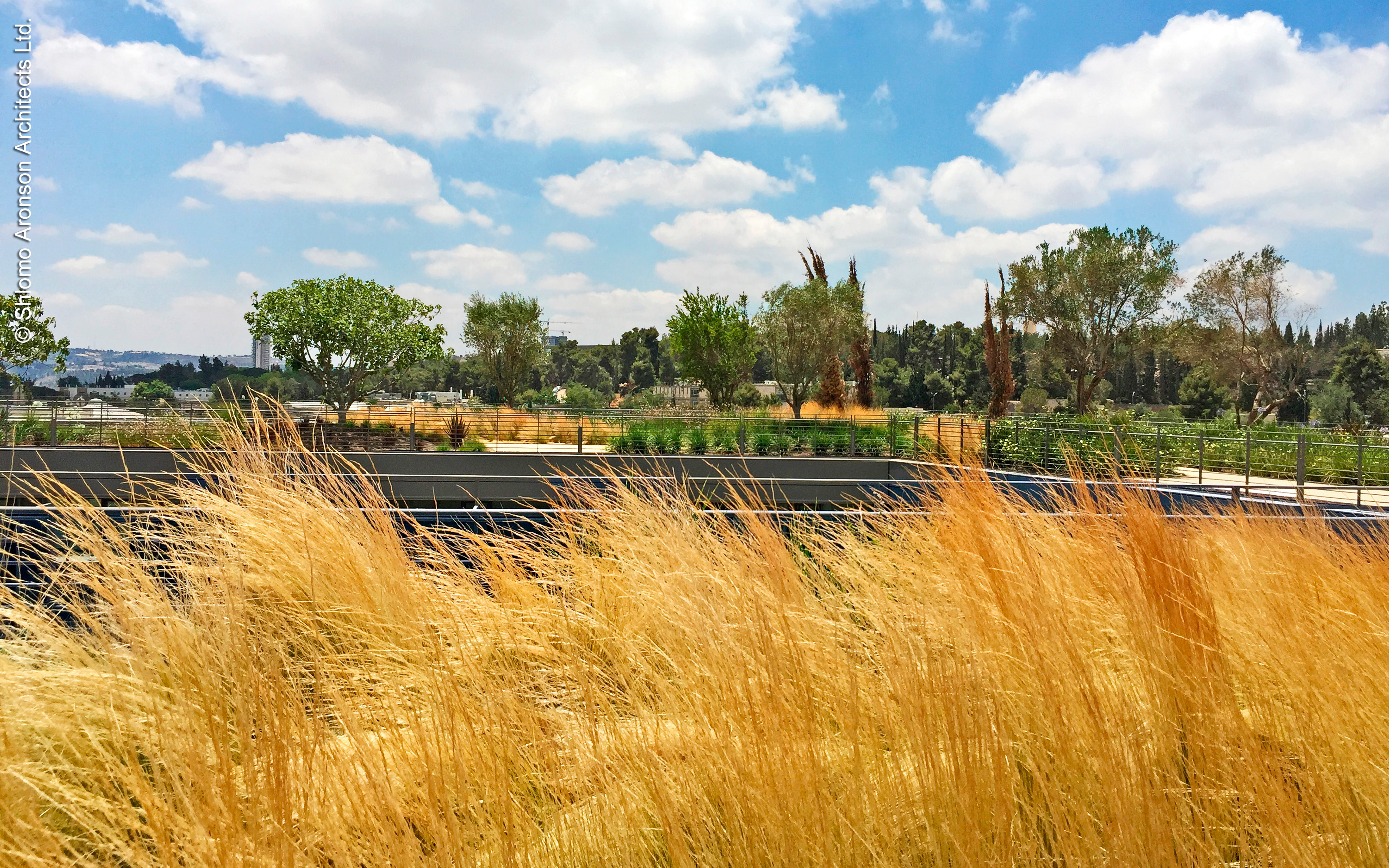 Ornamental grasses on a roof